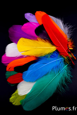 Oie - 10-17 cm - multicolore